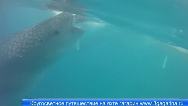 О том как плавать с акулами. Остров Себу, Ослоб, Филиппины смотреть онлайн