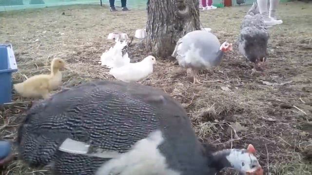 Дружные животные КИНОэнималс в ВЫЕЗДНОМ КОНТАКТНОМ ЗООПАРКЕ. Животные в аренду смотреть онлайн