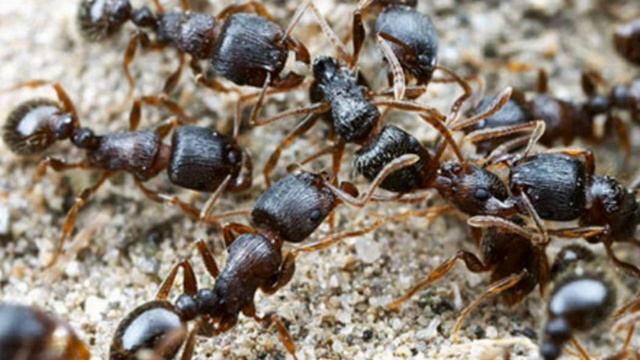 Tetramorium Caespitum|лёт,содержание и интересные факты.