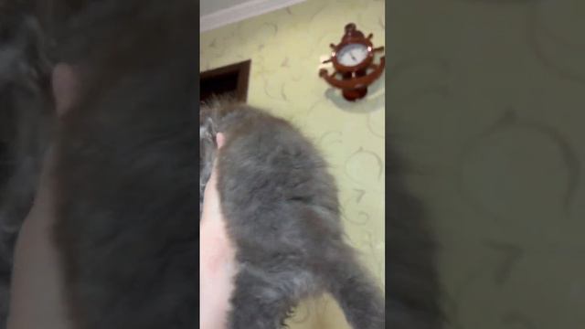 Сладенький толстячок ❤️ котёнок мейнкун! Очень красивый кот вырастет 🤩 может стать Вашим! смотреть онлайн