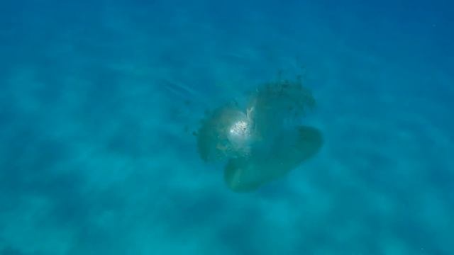 Small Crowned Jellyfish with a driftfish within and other fish taking shelter смотреть онлайн
