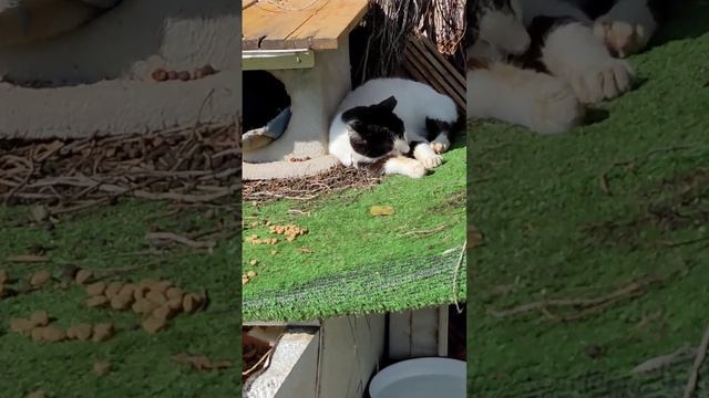 Кошкин дом 🏠🐈 Смешные коты 😹 Cat's House 😻 Funny Cats 😸 Cute Animals Kucing Lucu Nature Memes Pets