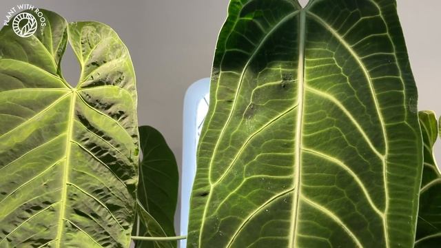 Favourite Anthuriums PLUS care tips! | Plant with Roos and friends ;) смотреть онлайн