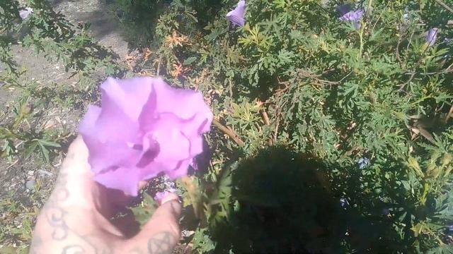 The Medicinal Properties Of The Blue Hibiscus! смотреть онлайн