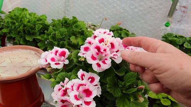 The Pelargonium Greenhouse in Mid May смотреть онлайн