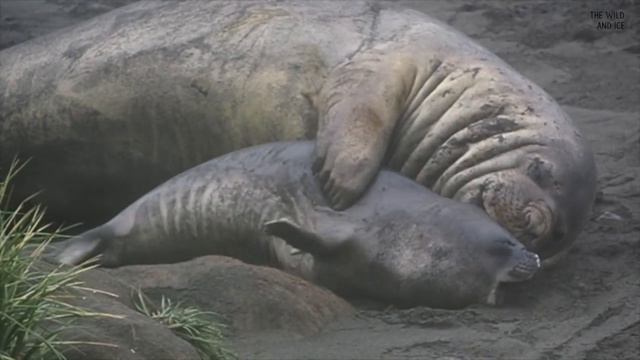 [Slo-mo] Elephant Seal Pup Struggling To Escape From Juvenile Elephant Seal