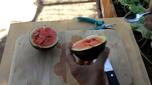 Sugar Baby Watermelon - Sandia Baby Dulce Citrullus lanatus (English/Spanish) 2 смотреть онлайн