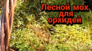 Лесной мох для орхидей.  Реакция растений.  Ответы на вопросы.