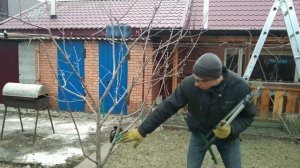 Обрезка ЯБЛОНИ ЗАПУЩЕННОЙ, или как обрезать яблоню 5 ЛЕТ?