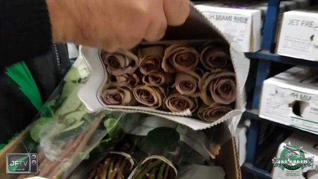 JFTV: Amnesia Roses with the Fern смотреть онлайн