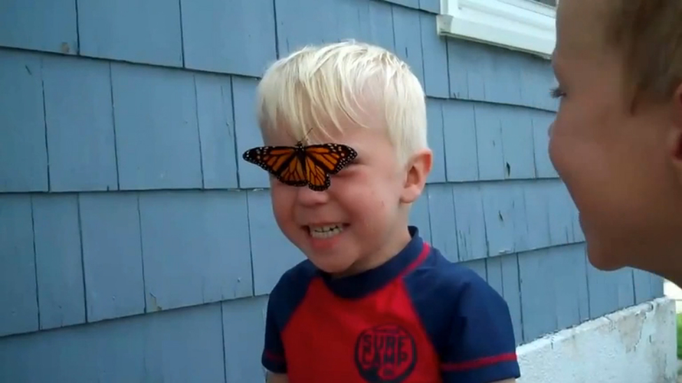 Освобождение бабочки смотреть онлайн