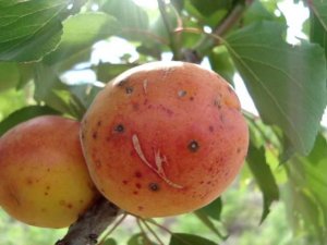 Абрикос Эрли Блаш (Early Blush) - Агро Сад