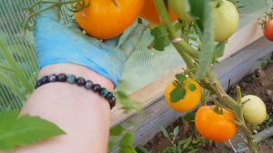 Сорт томата Минусинский оранжевый - ранний и урожайный трудоголик сезона 2023 06,08,2023