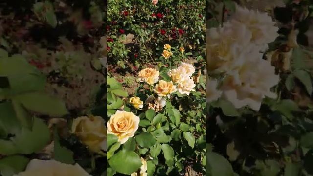 Троянда Хані Діжон смотреть онлайн