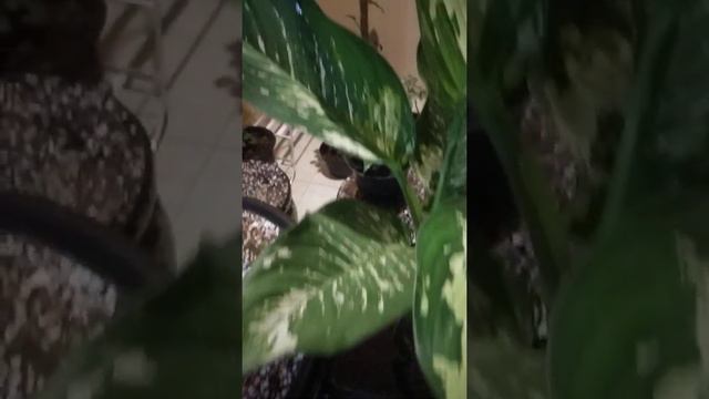 Aglonema Varigata Tanpa Di Cacah смотреть онлайн