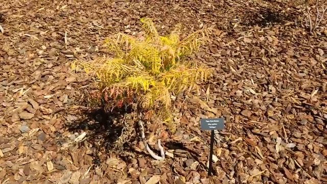 Tigers Eye Sumac Is a Great Plant For Utah смотреть онлайн