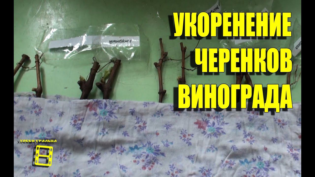 Укоренение черенков винограда 21.04.2015. Не выбрасываем верхнюю часть редкого саженца, укореняем. смотреть онлайн