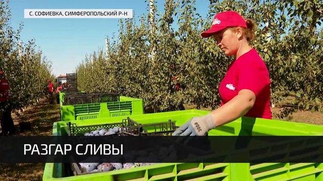 Сбор урожая сливы в Крыму (08.09.2022) смотреть онлайн