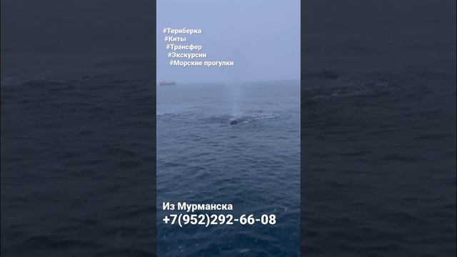 Киты Териберка смотреть онлайн