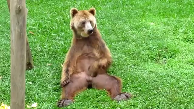 Вышел мишка на крыльцо почесать свое яЙ? смотреть онлайн