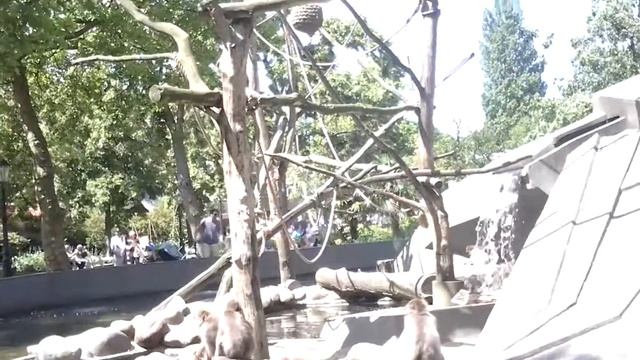(32) Зоопарк Амстердама. Artis.20 Обезьянки смотреть онлайн