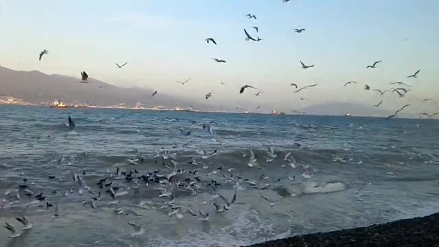 Шикарные чайки на море. смотреть онлайн