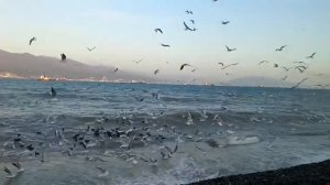 Шикарные чайки на море.