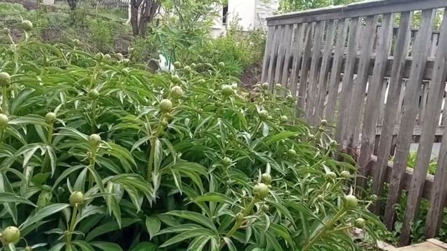 Догмат о Пресвятой Троице. Богословие распада смотреть онлайн