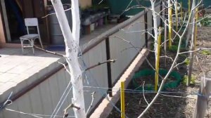 Зизифус, унаби, китайский финик.   Посадка, уход, формировка.