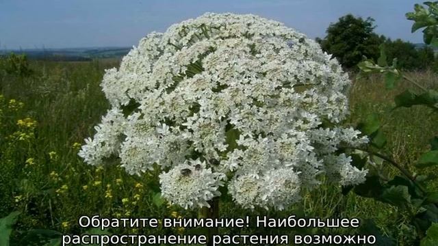 Трава борщевик: что это такое, описание, свойства