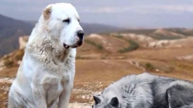 Волк прилёг у лап алабая на глазах у хозяина, он взглядом умолял пойти за ним и вот для чего смотреть онлайн