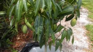 Дерево манго –  вырастить из косточки, как правильно посадить и ухаживать?