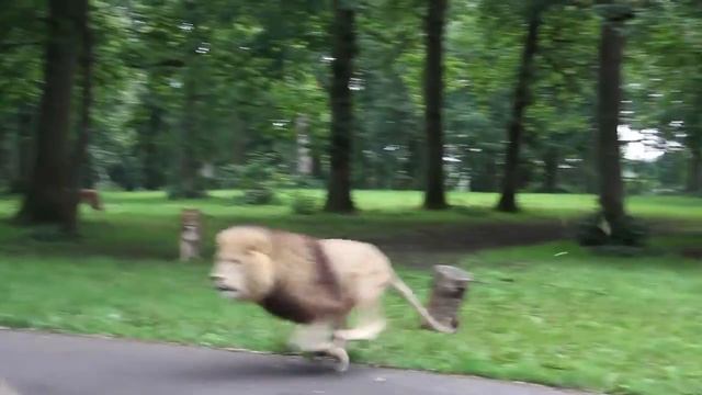 Lions Leaping! смотреть онлайн