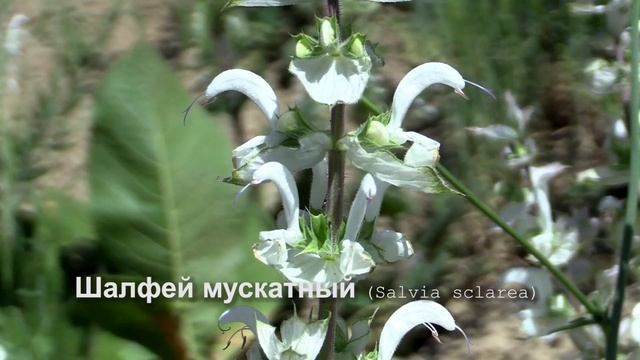 Шалфей мускатный