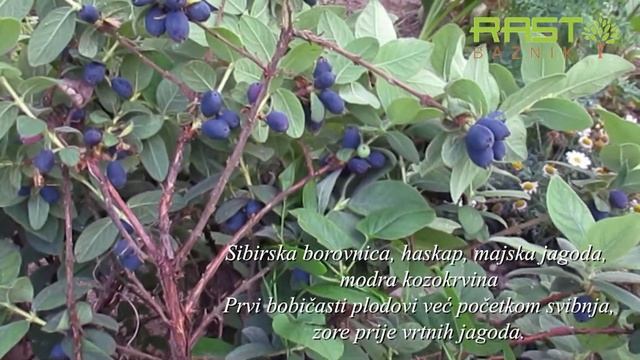 Sibirska borovnica, haskap, majska jagoda, modra kozokrvina (Lonicera caerulea) – cvjetovi смотреть онлайн