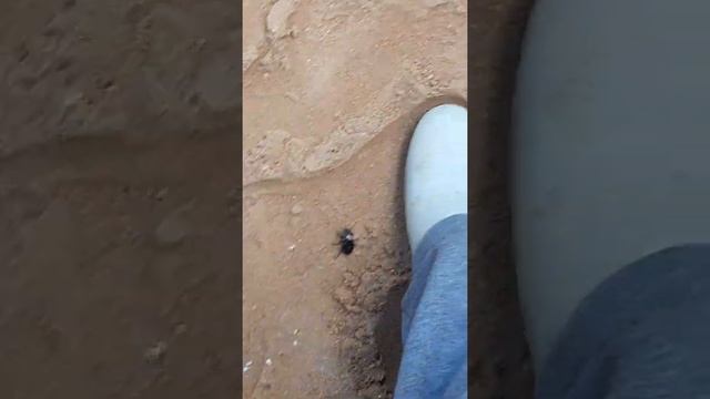 Огромный жук на даче смотреть онлайн