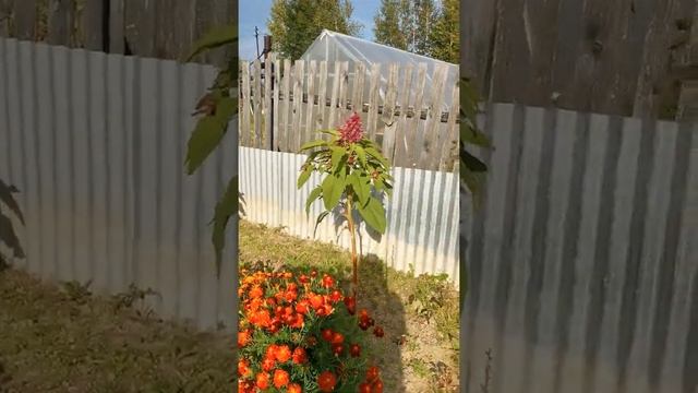 дача в сибири. смотреть онлайн