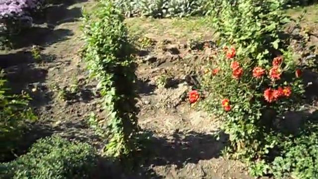 _ ХРИЗАНТЕМЫ ПОСЛЕ ЗАМОРОЗКОВ ! _Filin Rezwiy-Video_ смотреть онлайн
