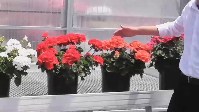 See Presto Geranium at Spring Trials смотреть онлайн