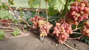 Последний урожай сезона. 26.08.24. Нижегородская обл.