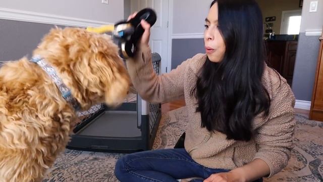 Easy Games to TRAIN PUPPIES FAST! ? Plus favorite puppy products! смотреть онлайн