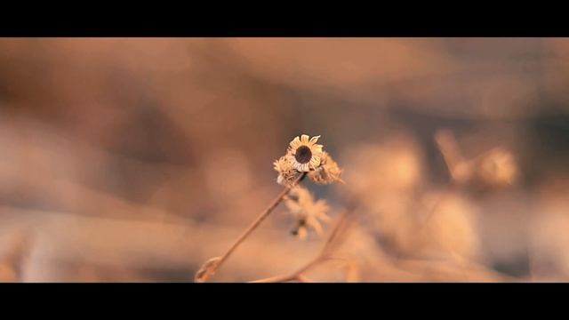 Canon EOS R7 Cinematic Footage