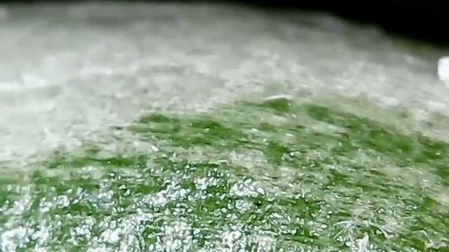 Морфология орхидеи: как корень орхидеи поглощает влагу смотреть онлайн