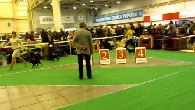 IGRUSHKA S BOLSHOGO SAMPSONIJA - CAC,CACIB, BOS !!! смотреть онлайн