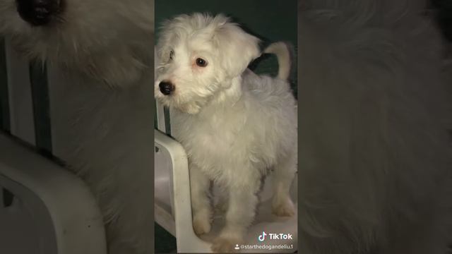 Tik Tok смотреть онлайн