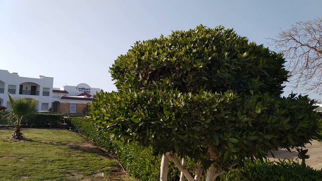 Coral beach Resort Montazah. Бюджетная четверка в Шарм эль Шейхе. смотреть онлайн
