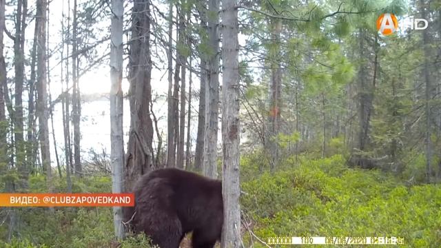 В Мурманской области стало больше бурых медведей смотреть онлайн