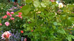 Роза Дистант Драмс (Distant Drums)США.Второгодка.