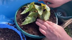 Перевалка клубневой бегонии на ПМЖ