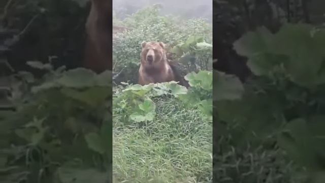 Огромный медведь вышел к людям 2021 новинка смотреть онлайн